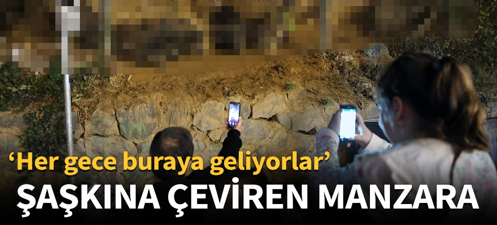 Aç domuzlar şehre indi