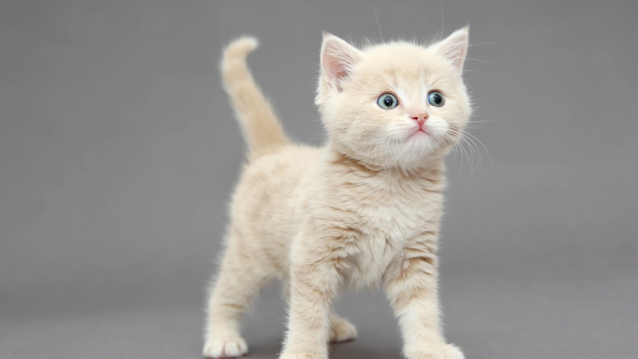 Rüyada kedi görmek ne anlama gelir?  Kedi görmenin İslami rüya tabiri