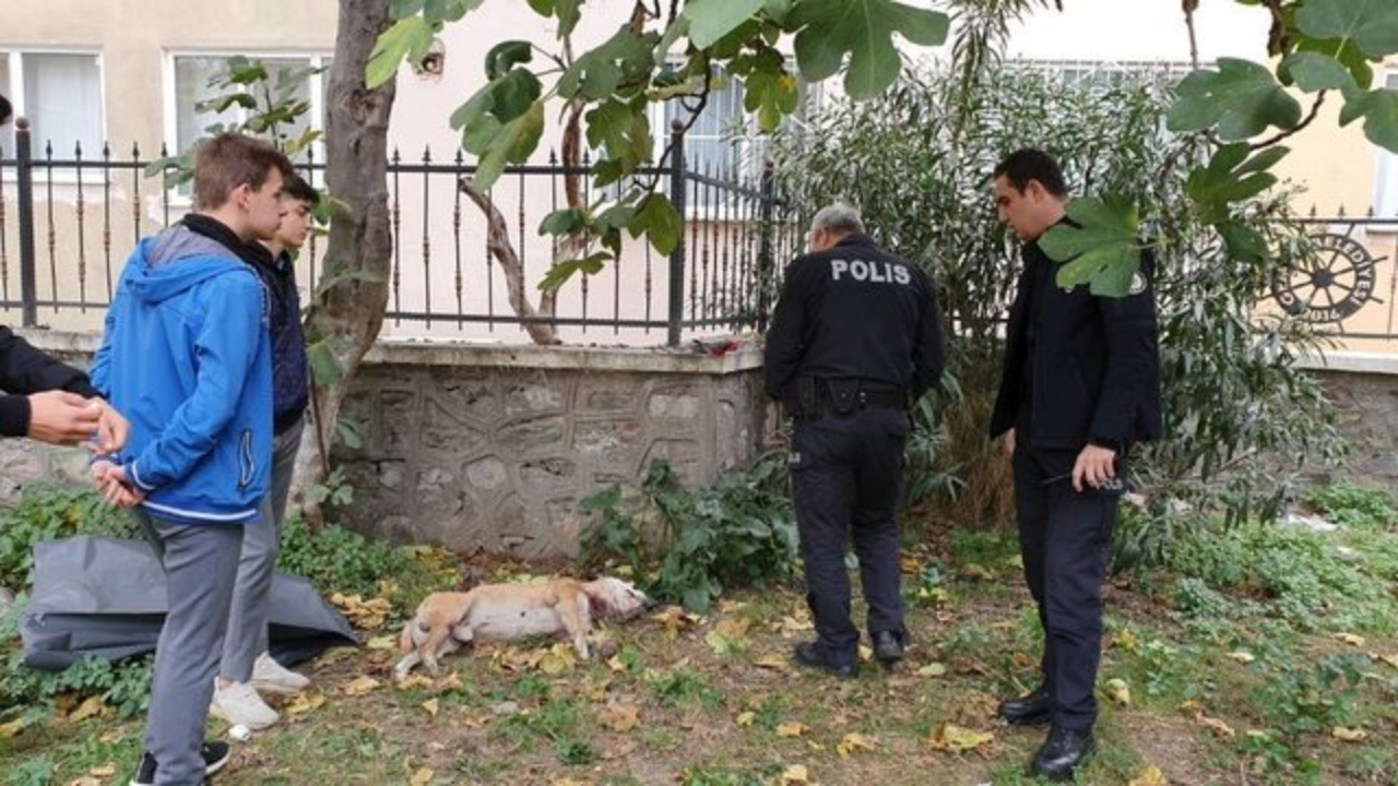 Lise bahçesinde köpeği bıçakladılar!