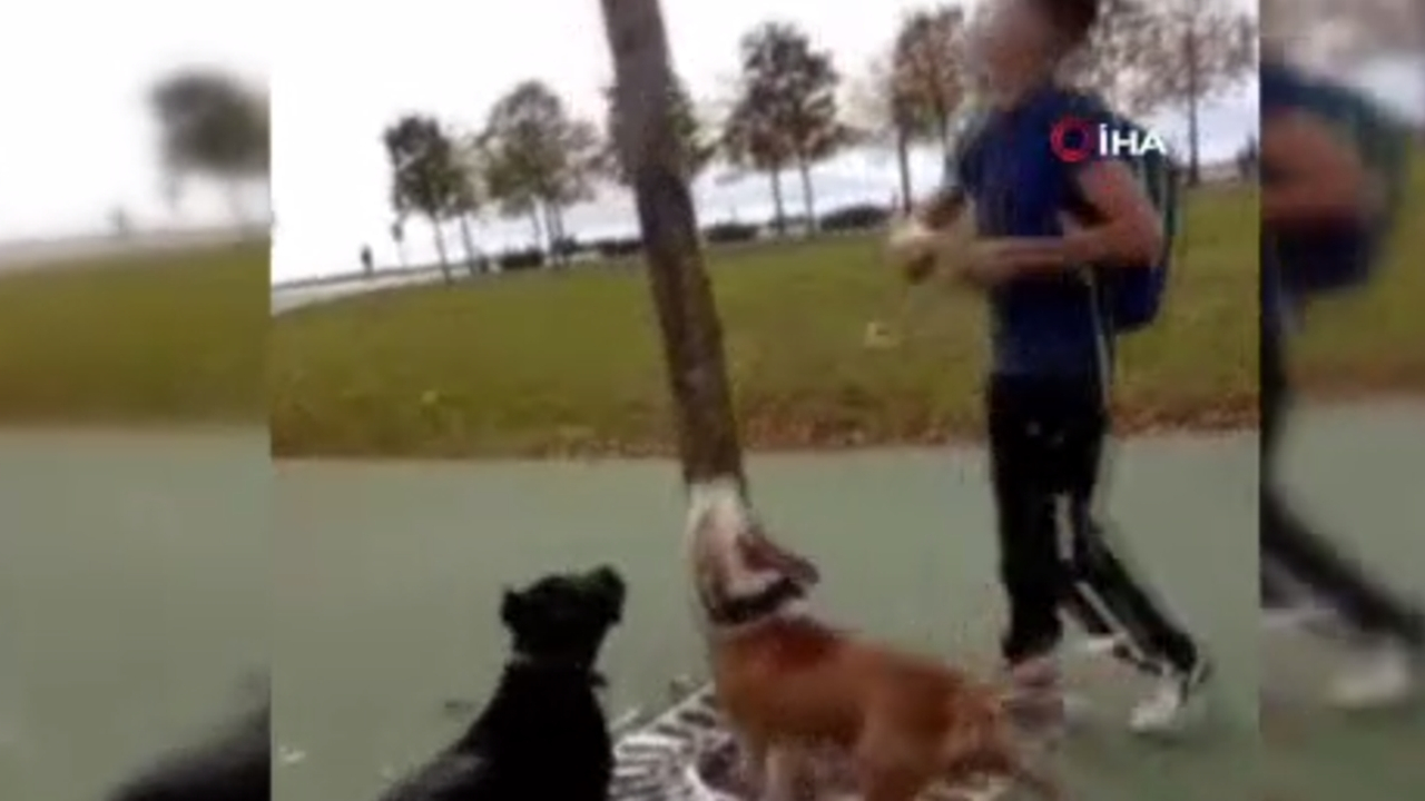 Köpeklerine kediyi parçalattı...