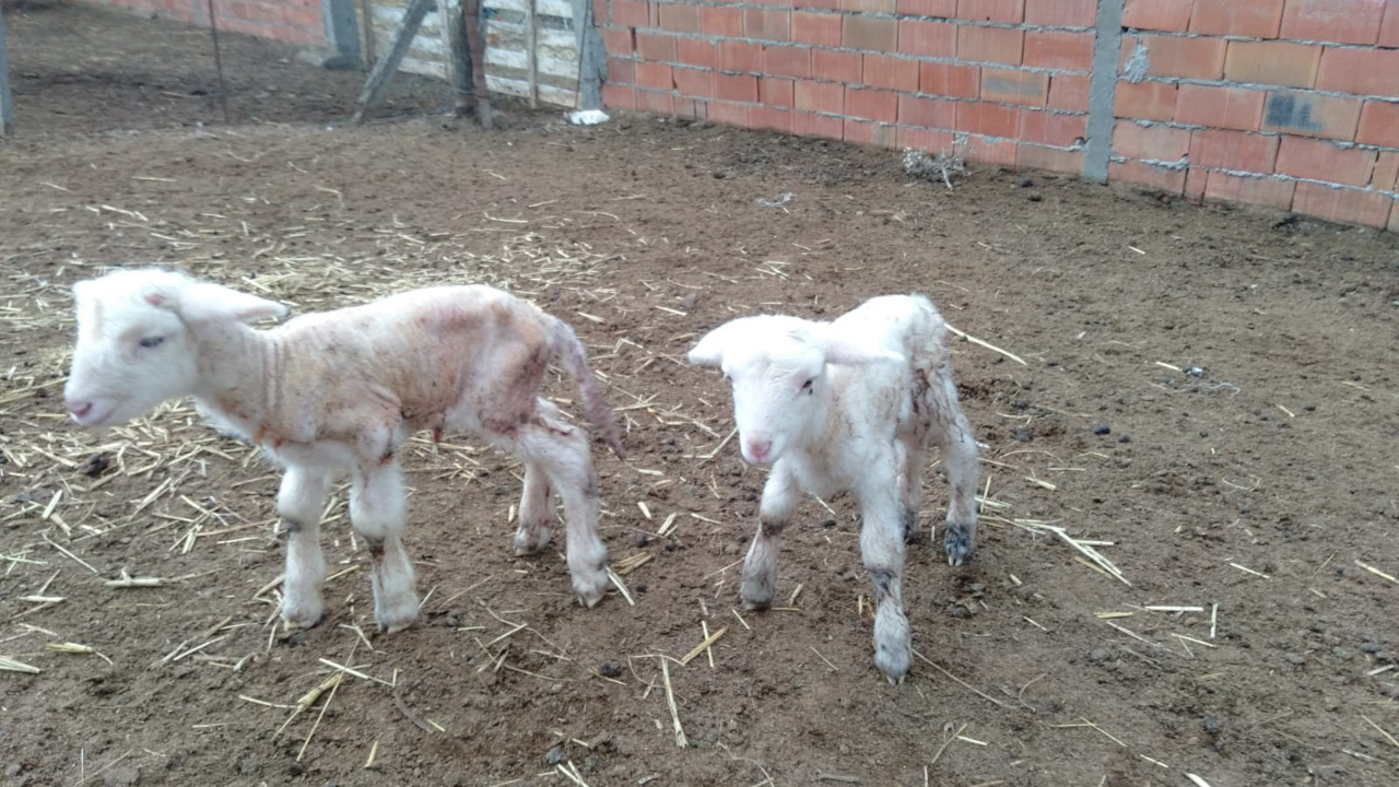 Doğumda annesini kaybeden kuzu, "Anne, anne" diye meliyor