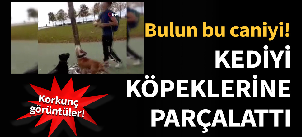 Kediyi köpeklerine parçalattı...
