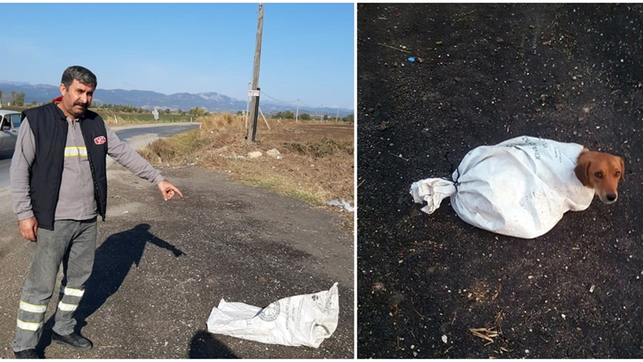 Hamile köpeği çuvala koyup ölüme terk ettiler!