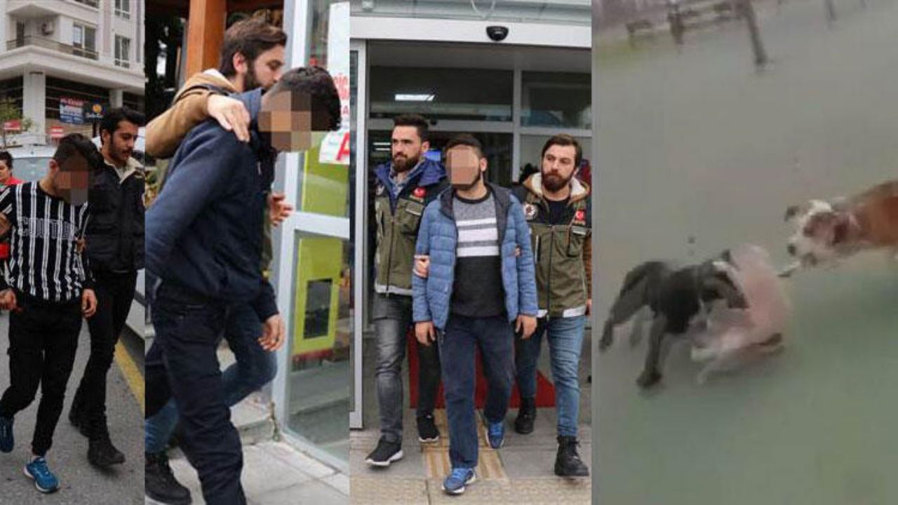 İstanbul'daki köpek vahşetinin cezası belli oldu!