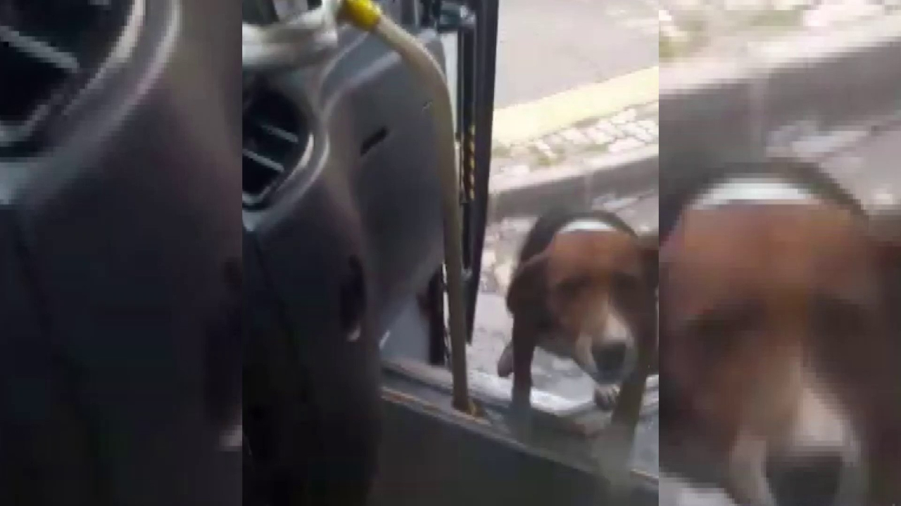 Kahramanmaraş'ta şoför ile köpeğin dosluğu!
