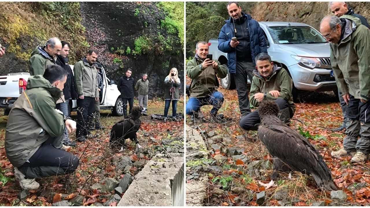 Bakan Pakdemirli kara akbabayı doğaya saldı...