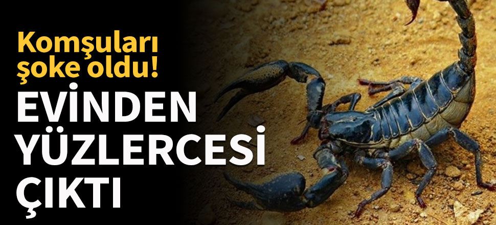 Evinden yüzlerce akrep çıktı