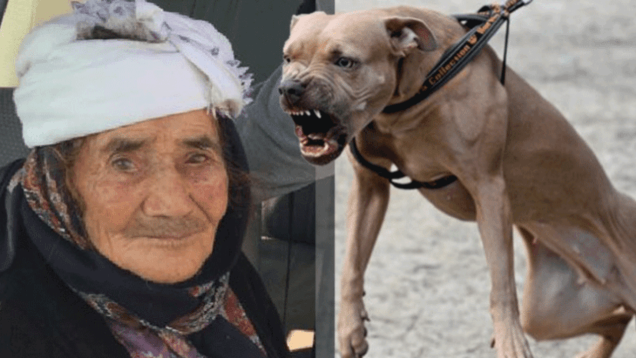 Sokak köpeği yaşlı kadını parçaladı!