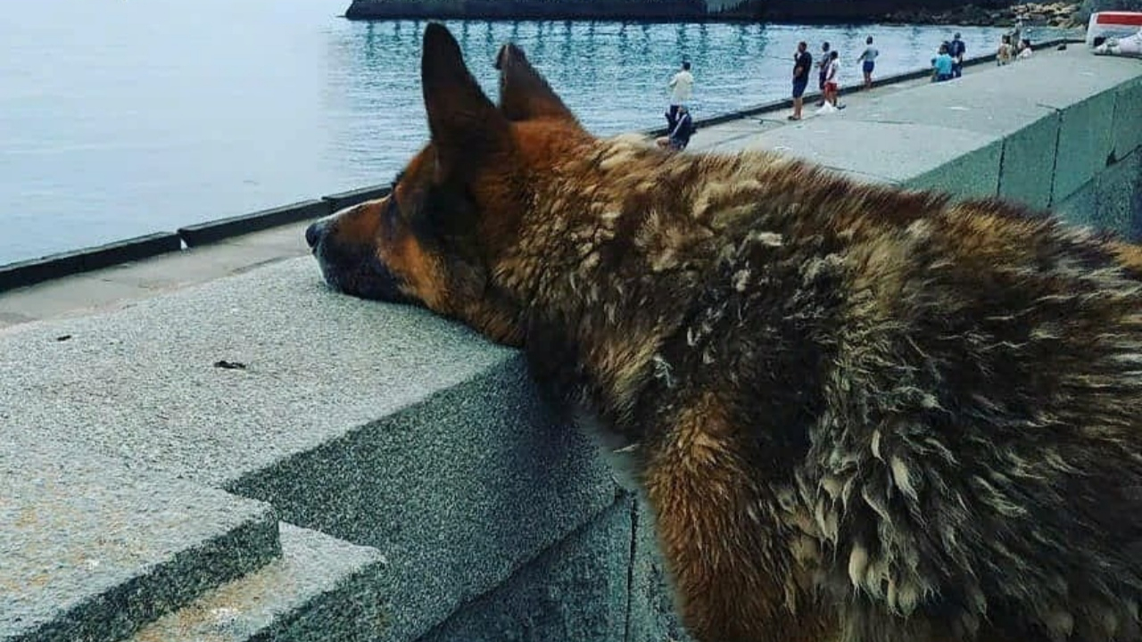 Haçiko gibi 9 yıldır boğularak ölen sahibini bekliyor!