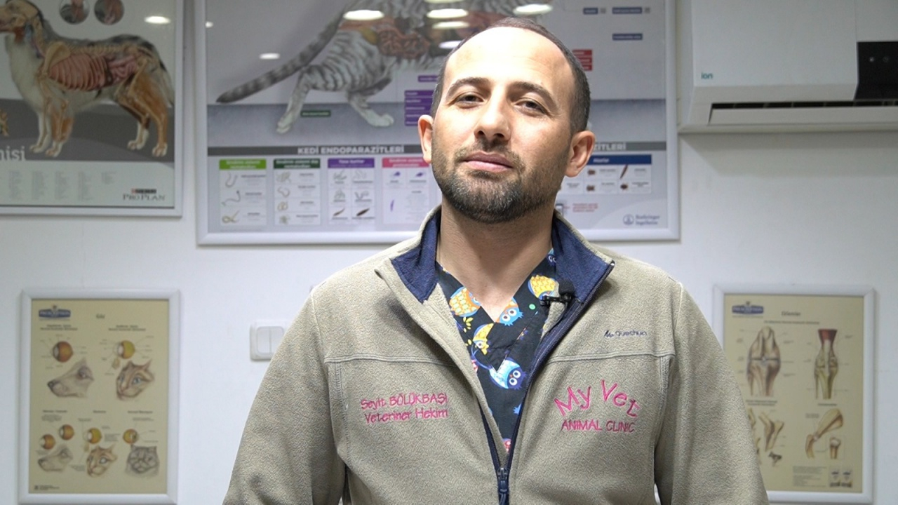 Kediler için ölümcül tehlike! Bu virüse dikkat…