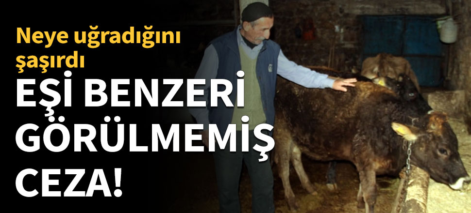 İneğe trafik cezası kesildi