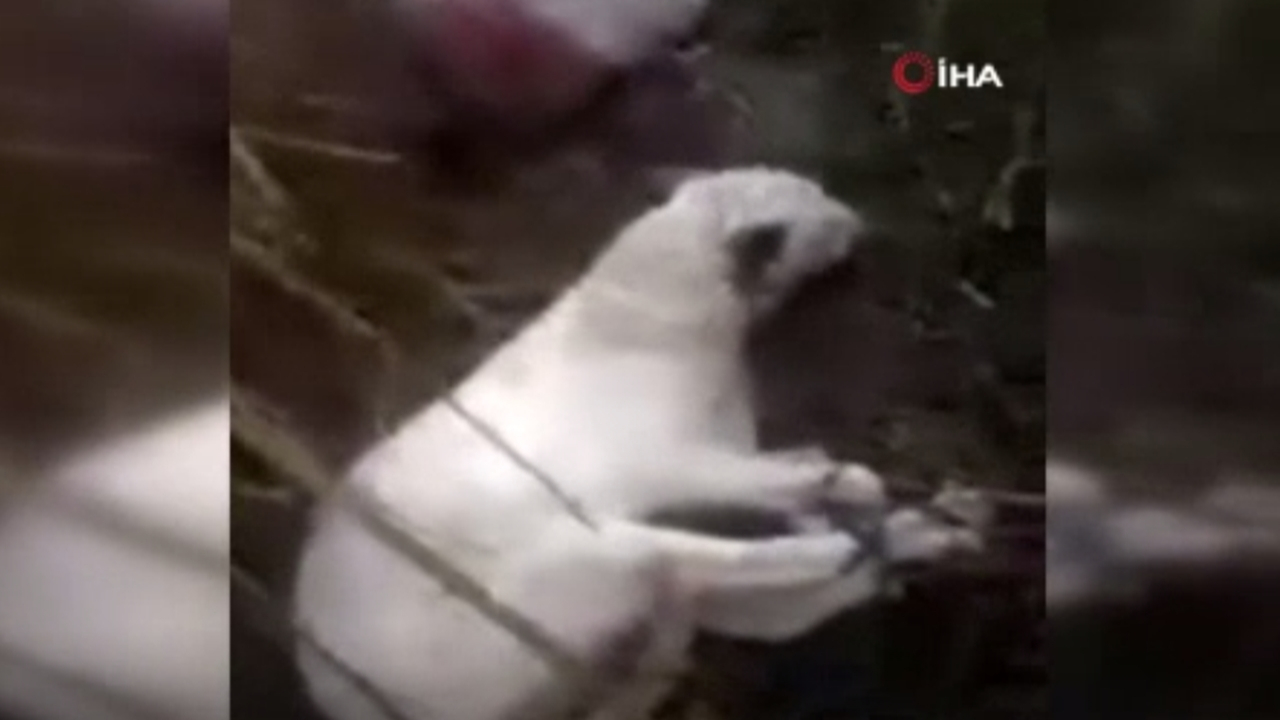 Ayaklarını bağlayıp çuval içerisinde ölüme terk ettiler!