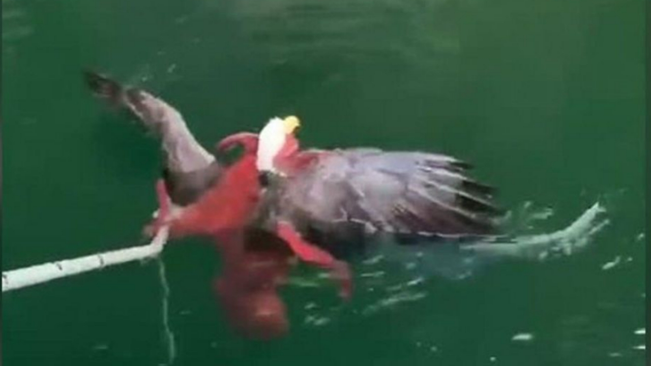 Kartal avlayan ahtapot!
