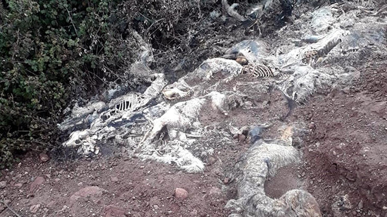 Üst üste yığılmış köpek ölüleri bulundu