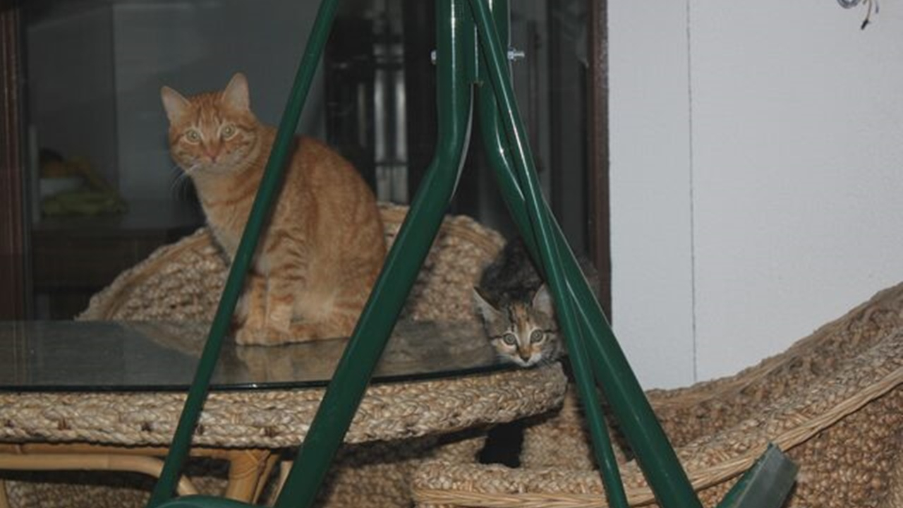 Ordu'da kedi terörü... 4 kişi hastanelik oldu!
