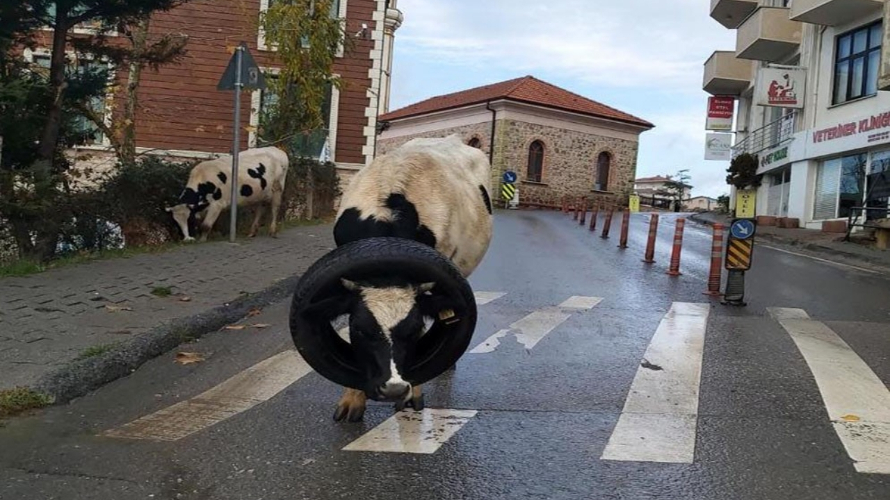 Beykoz'da ineğin kafasına araba lastiği taktılar!