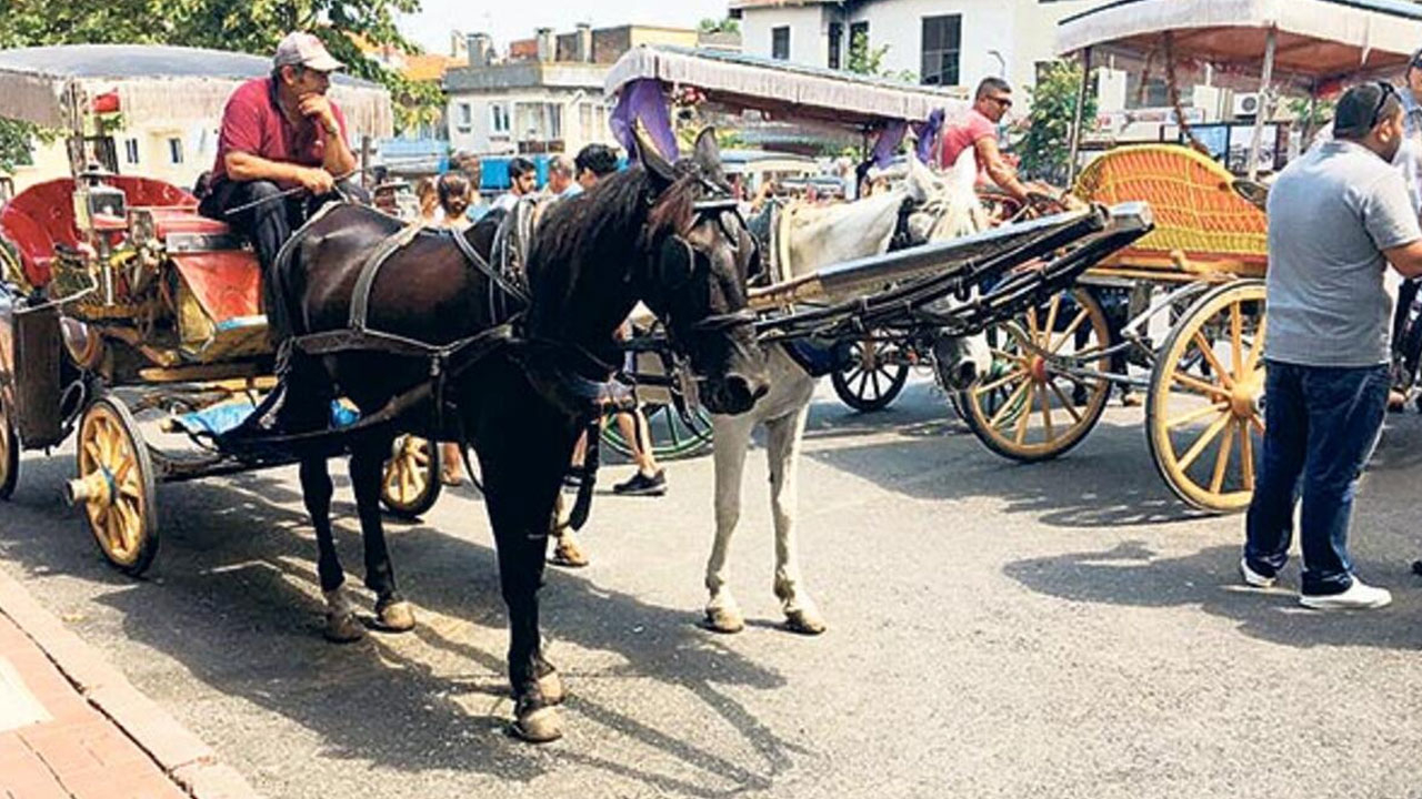 Büyükada'da hastalık yüzünen 80 at öldürülecek