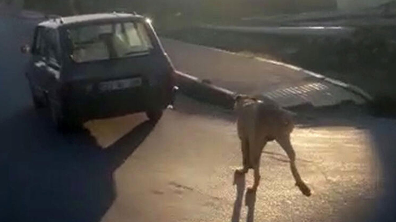 Köpeği metrelerce koşturdu