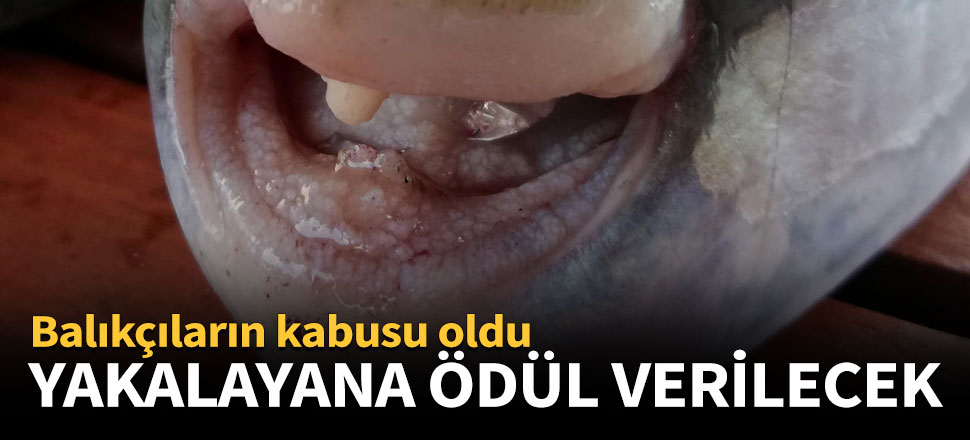 Balon balıkları primle azalacak