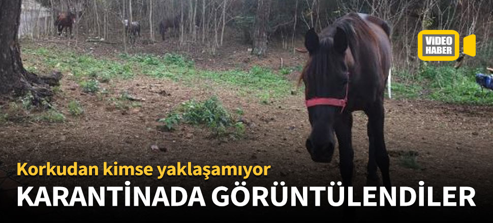 Karantinada bekleyen atlar böyle görüntülendi