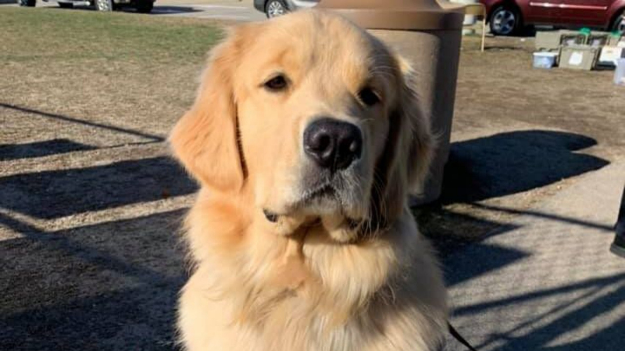 Aranılan hırsız köpek çıktı!