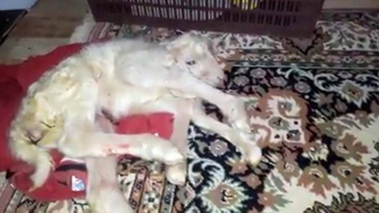 Denizli'de görüldü... 6 bacaklı kuzu!