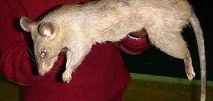 Korkunç olay! 3 aylık bebeği fareler yedi