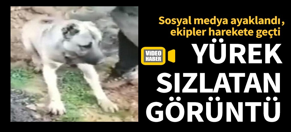 Köpeği zehirleyip diri diri gömdüler...