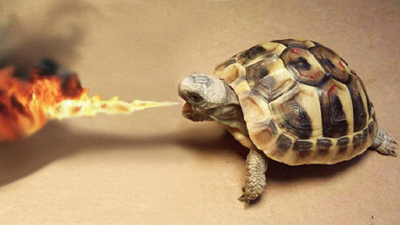Evde tek başına kalan kaplumbağa yangın çıkardı!