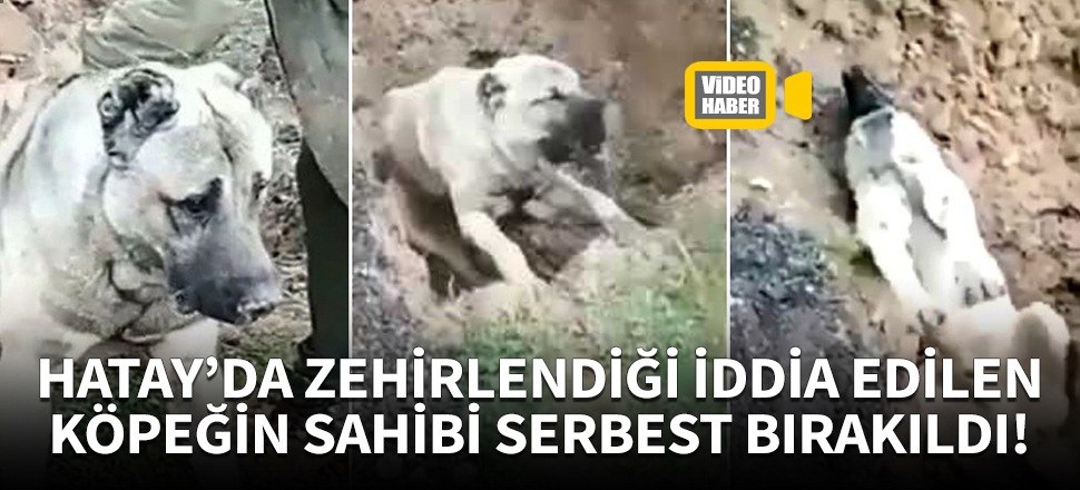 Zehirlenerek gömüldüğü iddia edilen köpeğin sahibi serbest bırakıldı!