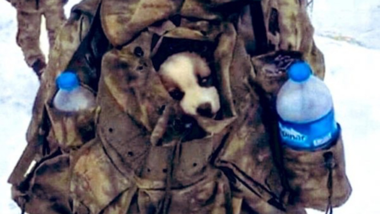 Yavru köpeğe Mehmetçik şefkati!