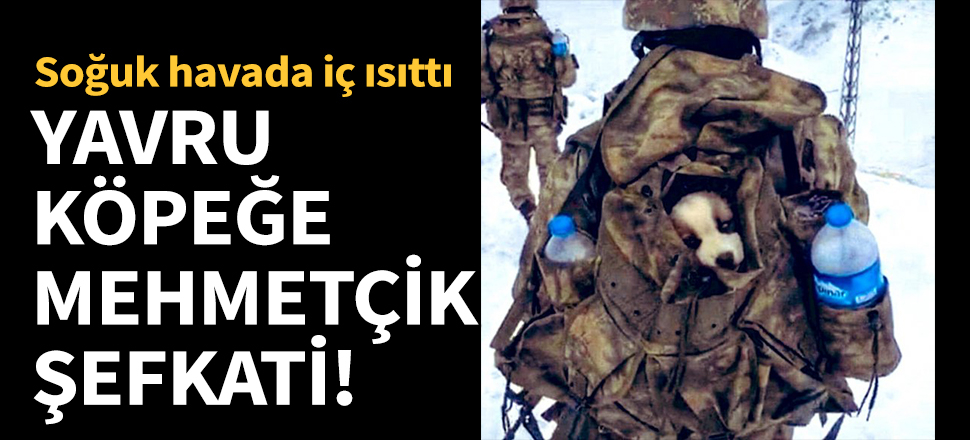 Yavru köpeğe Mehmetçik şefkati!