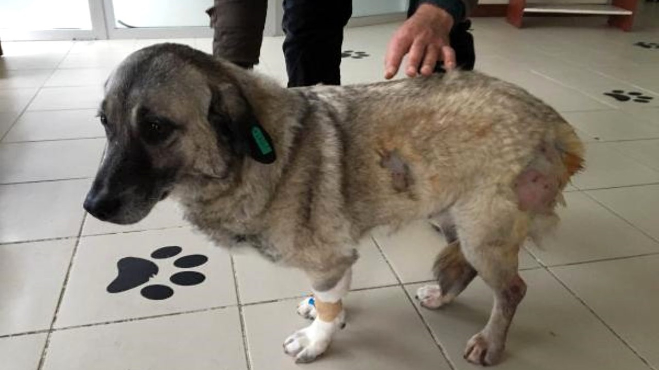 Komşunun köpeğini av tüfeğiyle vurdu!