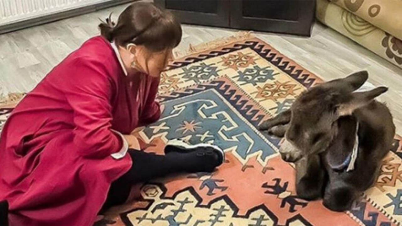 Sezen Aksu'nun sıpası yalıda yaşayacak...
