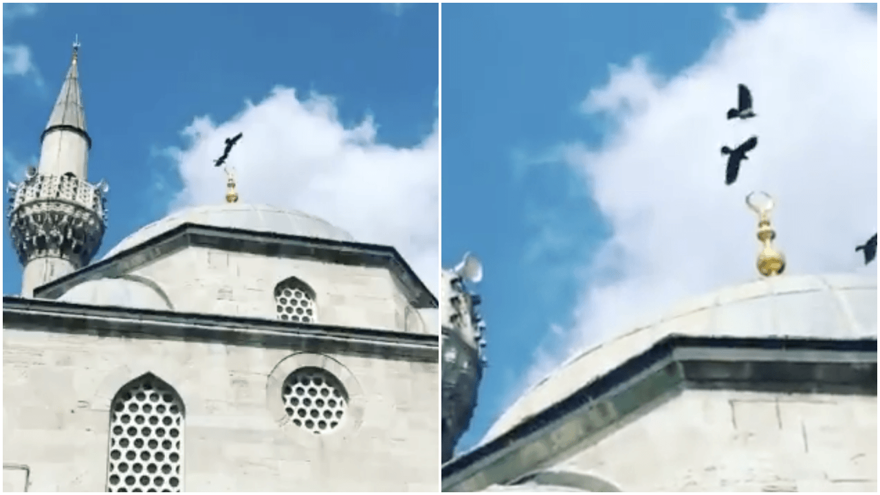 Kuşkonmaz Camii’ne konmaya çalışan kuşlar!