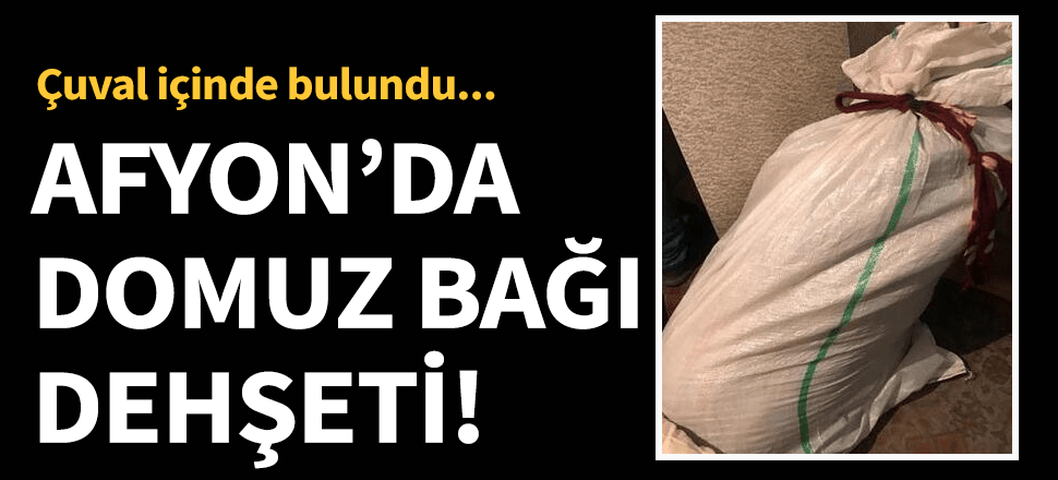 Dehşet! Çuvaldan domuz bağlı, çürümüş ceset çıktı