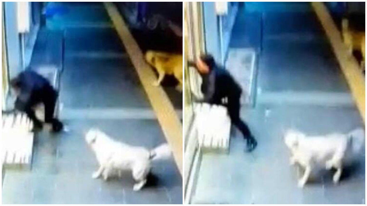 Sokak köpekleri dehşet saçıyor! Kars halkı diken üstünde