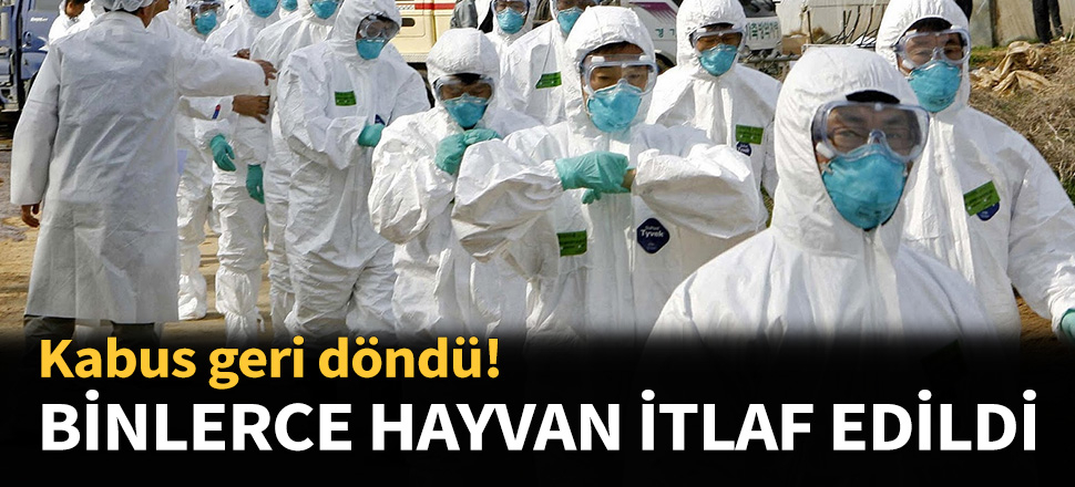 Kuş gribi kabusu geri döndü...