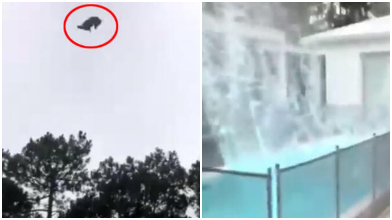 Milyoner iş insanının havuzuna canlı canlı atıldı!