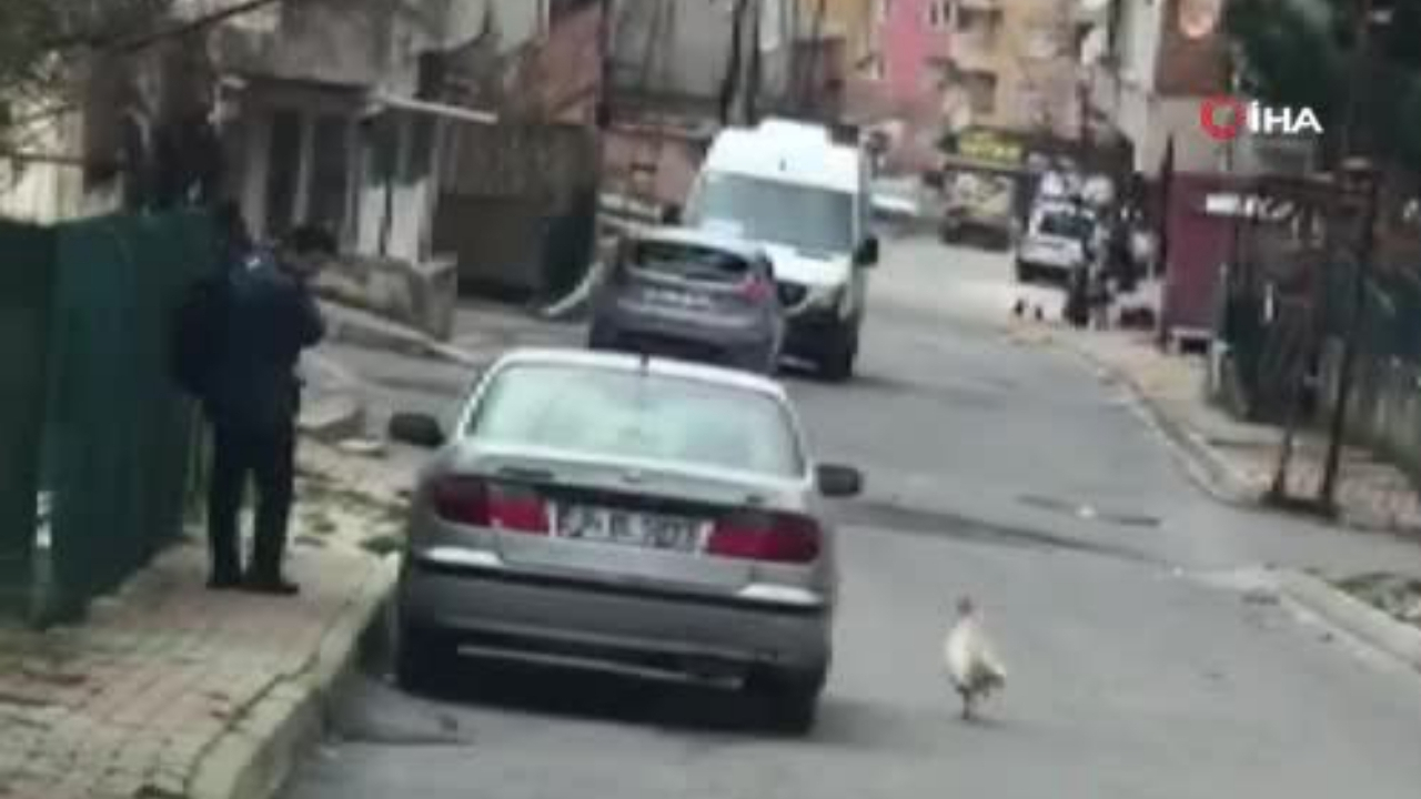 Horoz, kendisine taş atan postacıdan intikam aldı!