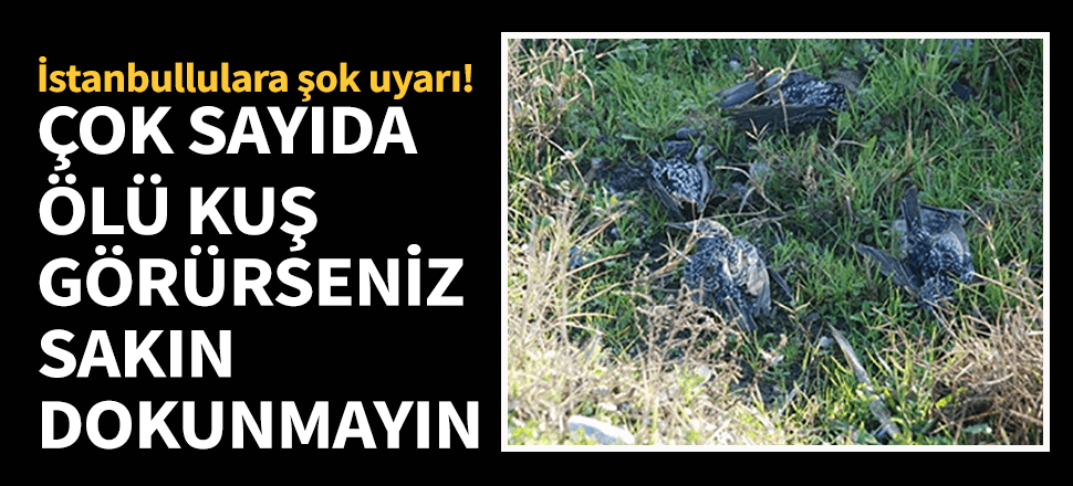 İstanbullulara şok uyarı! Ölü kuşlar görürseniz...