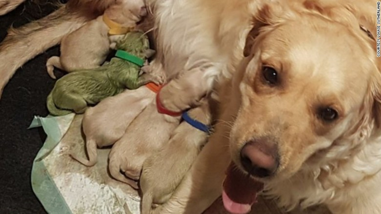 Yavru köpek yeşil renkte doğdu!