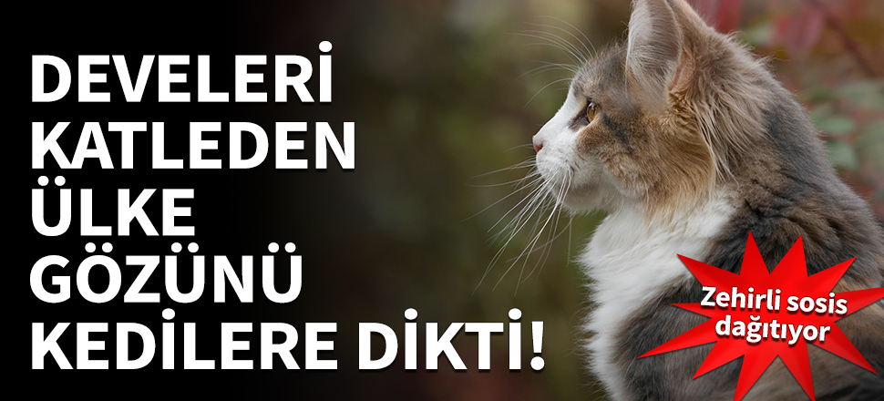 Develeri katleden ülke gözünü kedilere dikti!