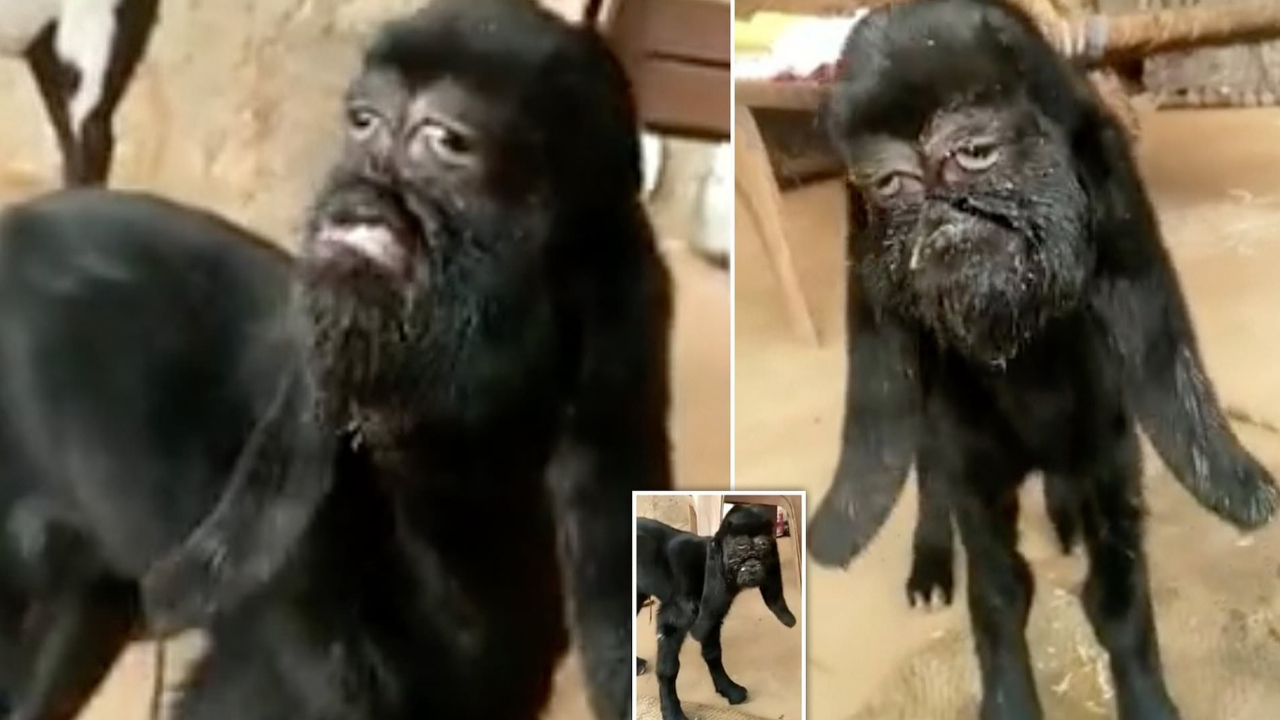 Mutant keçi insan yüzüyle doğdu!