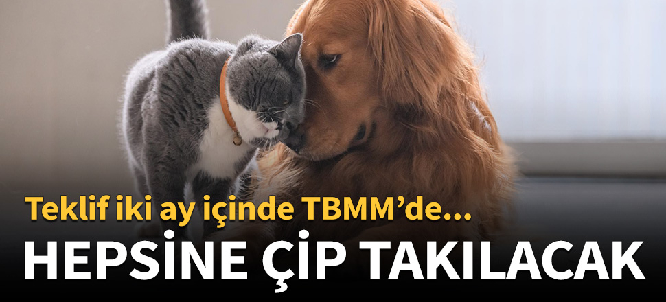 Evcil hayvanların hepsine çip takılacak