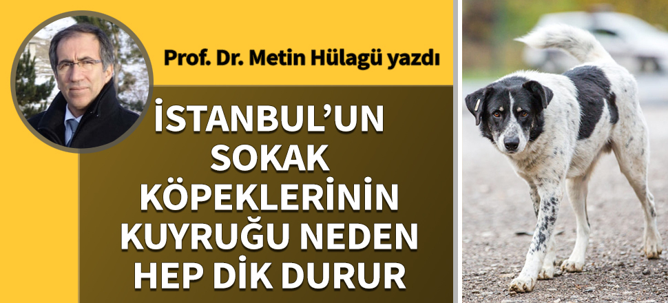 İstanbul’un sokak köpeklerinin kuyruğu neden hep dik durur
