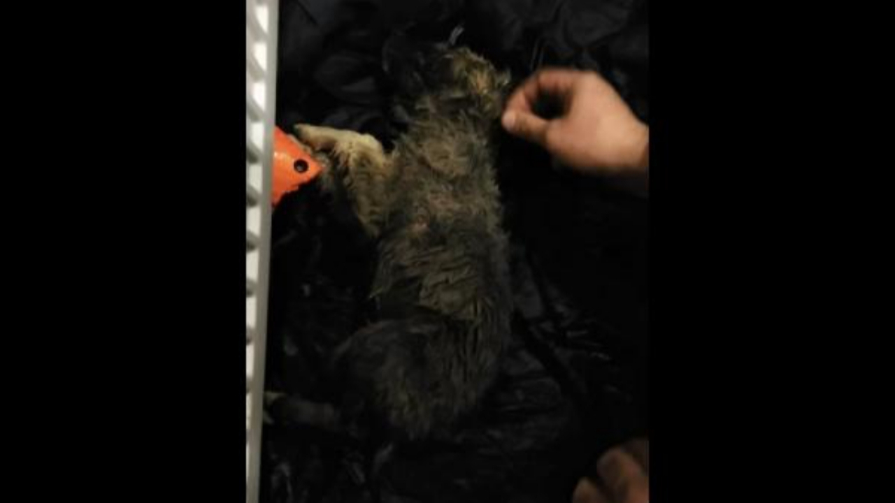Soğukta kaskatı bulduğu köpeği, kalp masajı ile hayata döndürdü