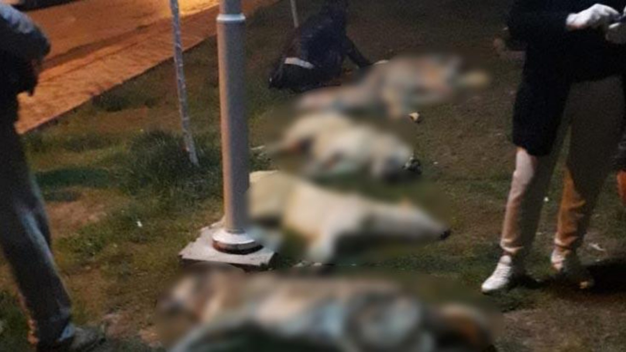 Ankara'daki köpek vahşetine 10'ar yıl hapis