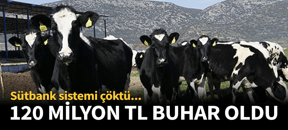 Sütbank çöktü! 120 milyon lira buhar oldu...