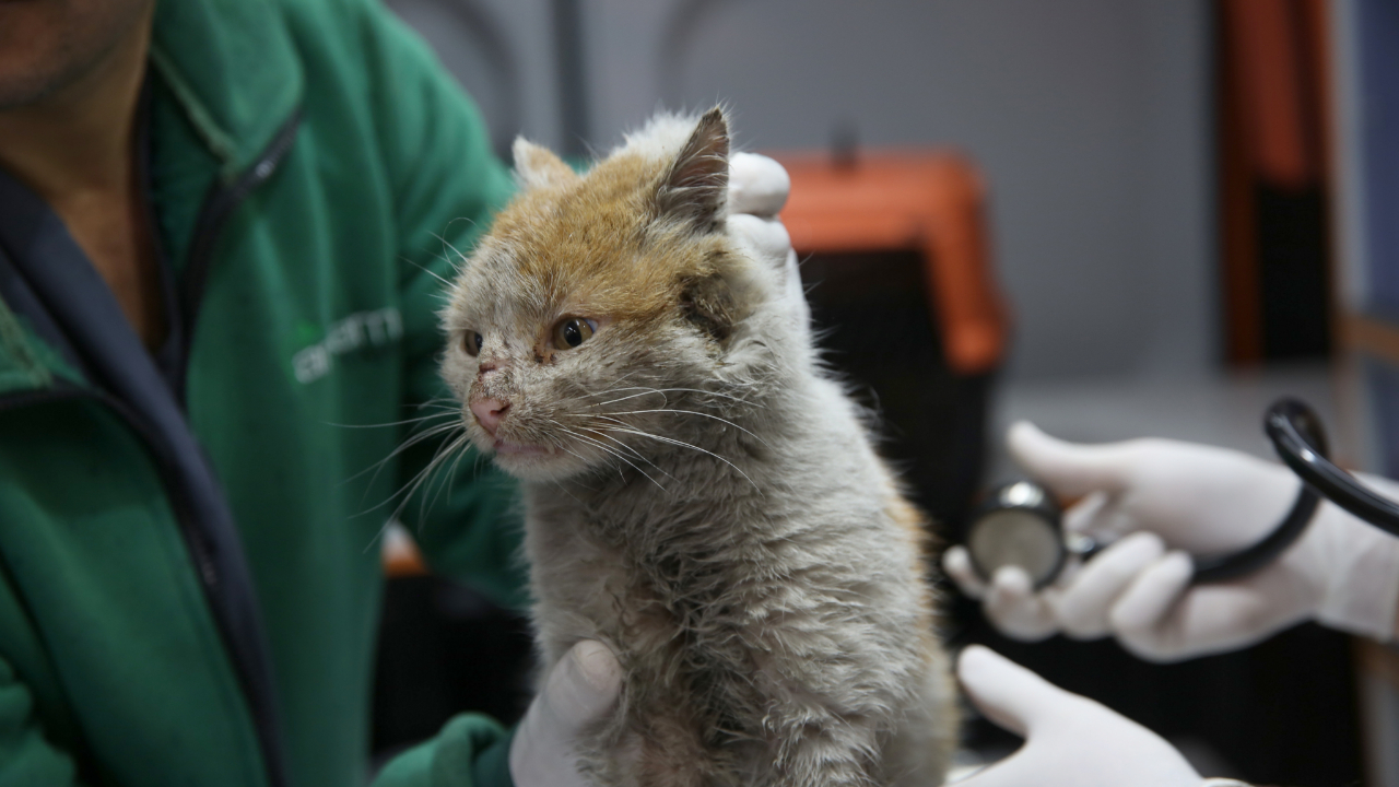 Depremzede kedi Antalya'ya getirildi